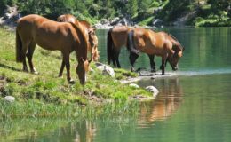 002 - am lai da palpuegna